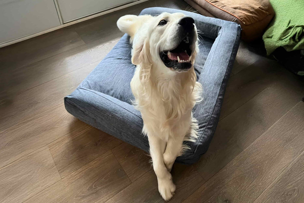 Dog Bed Lounger - HearthHub