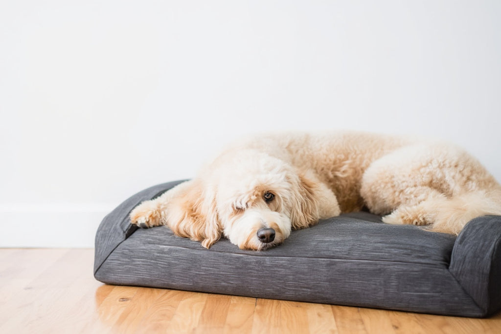 Dog Bed Lounger - HearthHub