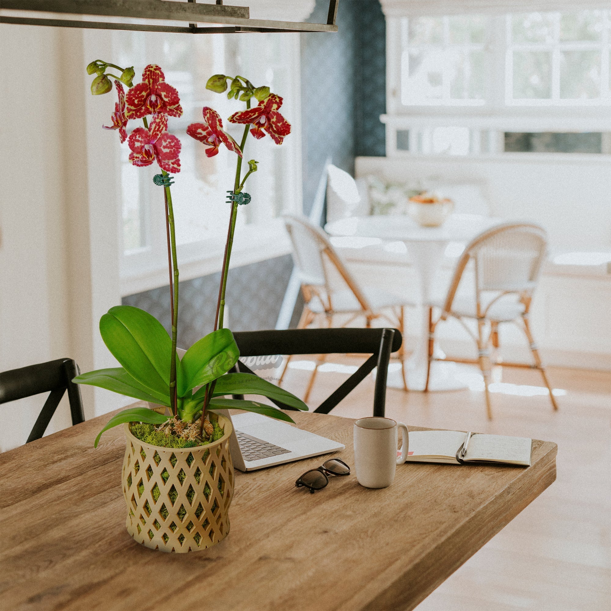 Capricious Orchid Planter Pot - HearthHub